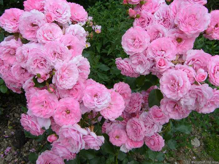 Bonica – раскидистый кустарник с нежно-розовыми бутонами от meilland