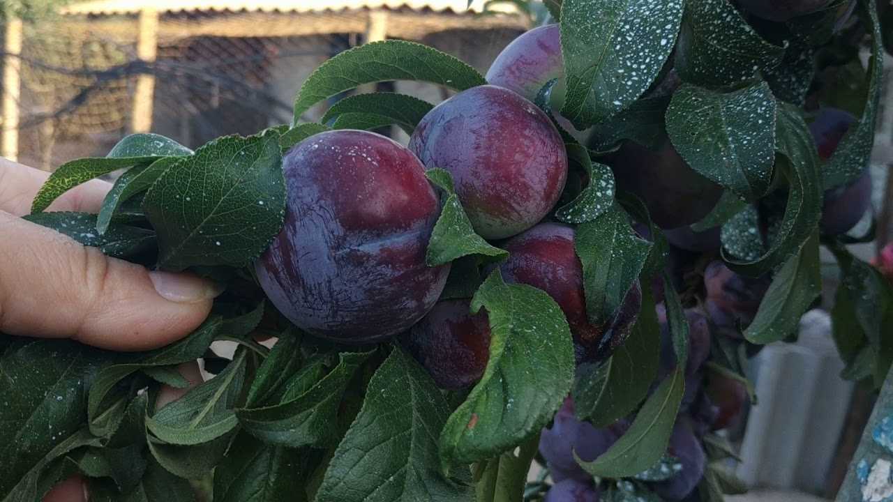 Обзор сорта сливы анжелина (анжелино)