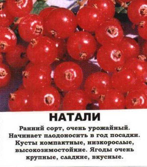 Лучшие сорта красной смородины с фото и описанием для подмосковья и средней полосы