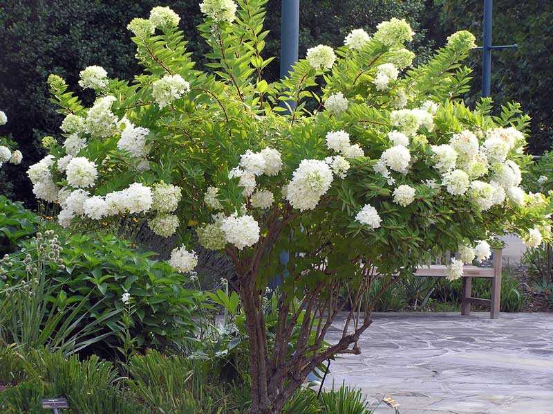 Гортензия метельчатая grandiflora (грандифлора): описание сорта, посадка и уход