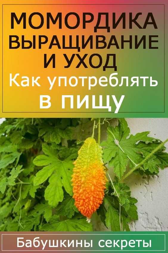 Что такое момордика: посев, пересадка, уход, полезные свойства