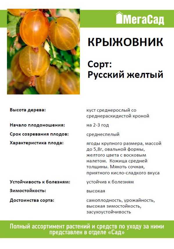 Крыжовник: сорта и их описание. лучшие сорта крыжовника с фото. крыжовник без шипов: сорта, описание и уход :: syl.ru
